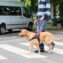 blind man with guide dog on pedestrian crossing