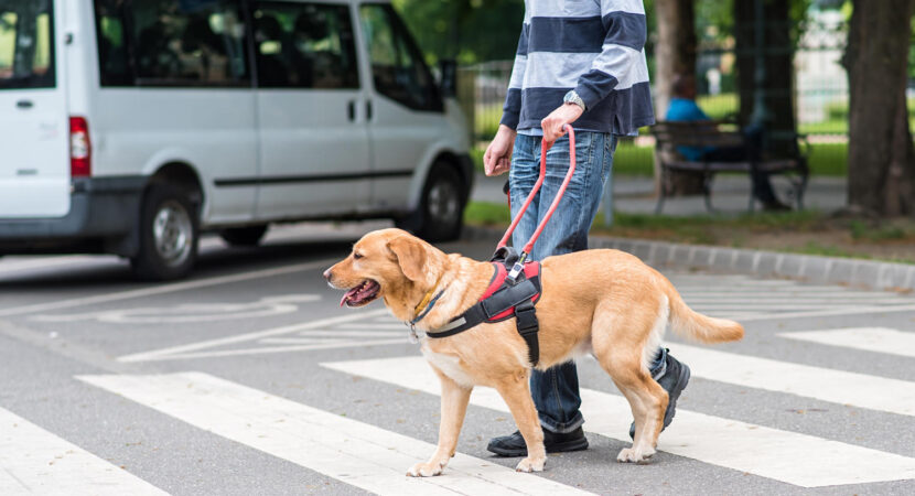 blind man with guide dog on pedestrian crossing