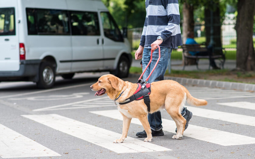 blind man with guide dog on pedestrian crossing