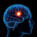 head with an X ray showing the brain highlighted in red