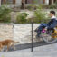 Side view of man in a wheelchair with dog on the ramp
